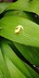 

September 24 2018 23:39:06:哥斯达黎加瀑布公园
October 26 2020 00:12:46.:Costa rica, park, frog